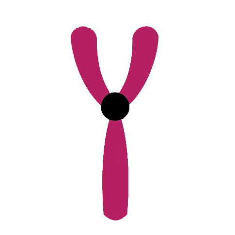 Stancil Y-DNA Project